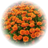Саженец хризантемы мультифлора Наваре