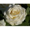 Саженец чайно-гибридной розы Анастасия