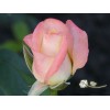 Саженец чайно-гибридной розы Belle Perle (Белла Перл)
