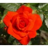 Саженец розы флорибунды Чин-Чин