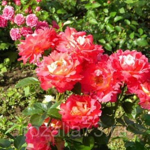 Саженец парковой розы Декор Арлекин