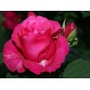 Саженец чайно-гибридной розы Джиральдо