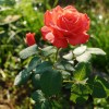 Саженец чайно-гибридной розы Голд Перл Штейн