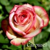 Саженец чайно-гибридной розы Карусель
