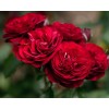 Саженец розы флорибунды Лаваглут