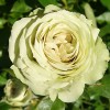 Саженец чайно-гибридной розы Лавли Грин