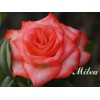 Саженец чайно-гибридной розы Milva