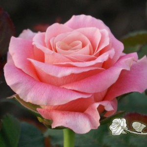 Саженец чайно-гибридной розы Мисс Пигги