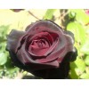 Саженец чайно-гибридной розы Перль Нуар