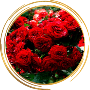 Саженец полиантовой розы Ред Диадем