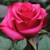 Саженец чайно-гибридной розы Равель-2