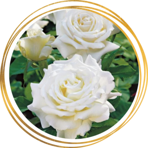 Саженец шраб розы Уайт Кристмас