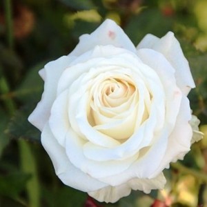 Саженец чайно-гибридной розы Венделла