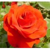 Саженец штамбовой розы Ремембрэнс
