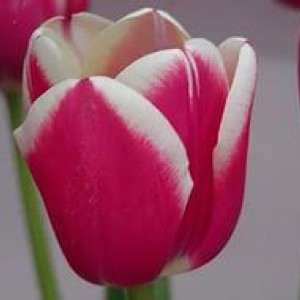 Луковица тюльпана Furand (Фуранд)