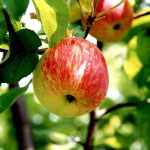 Саженец яблони Боровинка