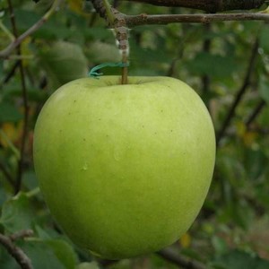 Саженец яблони Криспин