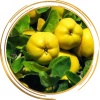 Саженец айвы яблоковидной лимонно-жёлтой Медаль