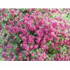 Клематис Пурпуреа Плена Элеганс мелкоцветковый: фото и описание