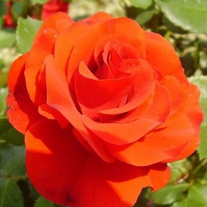 Комплект из 3-х штамбовых роз Ремембрэнс (Remembrance)