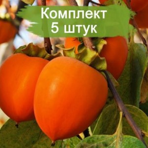 Комплект 5шт
 / Хурма Гора Роман-кош
