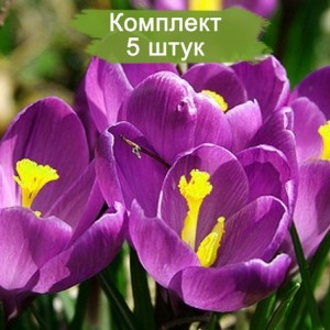 Комплект 5шт
 / Крокус Крупноцветковый Флауэр Рекорд