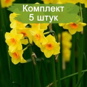 Комплект 5шт
 / Нарцисс Мартинетта (желтый)