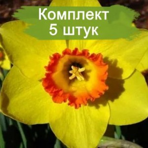 Комплект 5шт
 / Нарцисс Пинза (желтый)