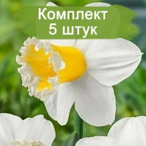 Комплект 5шт
 / Нарцисс Шуга Диппед (белый)