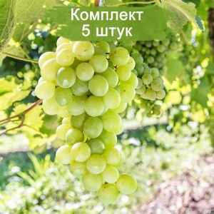 Комплект 5шт
 / Виноград Химрод - Кишмиш (Ранний/Белый)