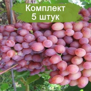 Комплект 5шт
 / Виноград К-М Находка - Кишмиш (Ранний/Красный)
