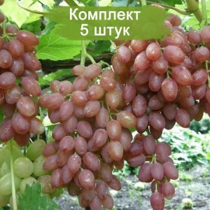 Комплект 5шт
 / Виноград Катавба - Кишмиш (Поздний/Розовый)