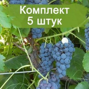 Комплект 5шт
 / Виноград Венера - Кишмиш (Ранний/Фиолетовый)