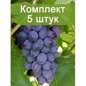 Комплект 5шт
 / Виноград Юпитер - Кишмиш (Ранний/Фиолетовый)