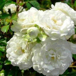 Саженец кустовой розы Альба Мейяндекор (Alba Meillandecor)