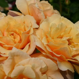 Саженец кустовой розы Карамелла (Caramella)