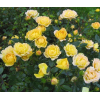 Саженец почвопокровной розы Yellow Fairy ( Еллоу Фейри)