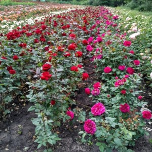 Розы оптом (от 500 шт.)