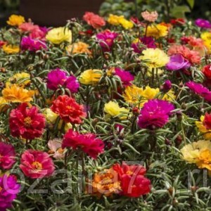 Цветы Портулак смесь окрасок Арт. 5231 | Семена