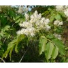 Ясень Белый (20-40 см): фото и описание