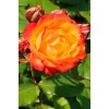 Саженец штамбовой розы Румба