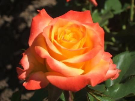 Саженец чайно-гибридной розы Альмер Голд