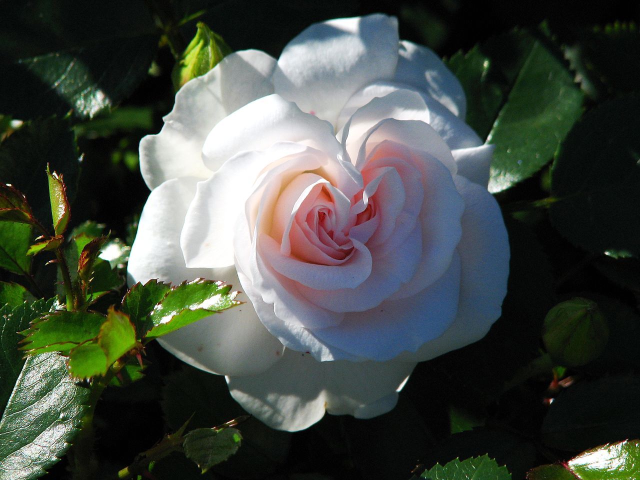 Саженец парковой розы Аспирин Розе