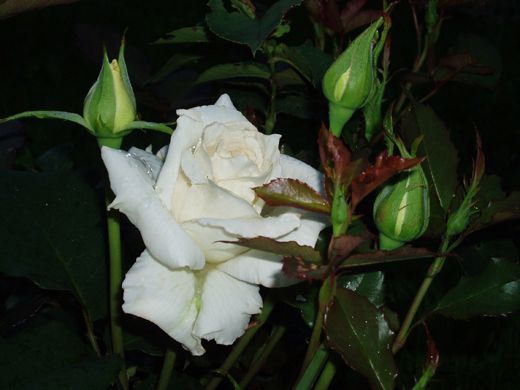 Саженец чайно-гибридной розы Бианка