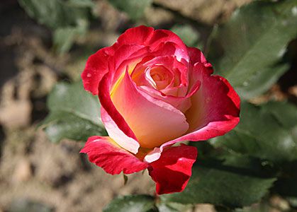 Саженец чайно-гибридной розы Биколетте