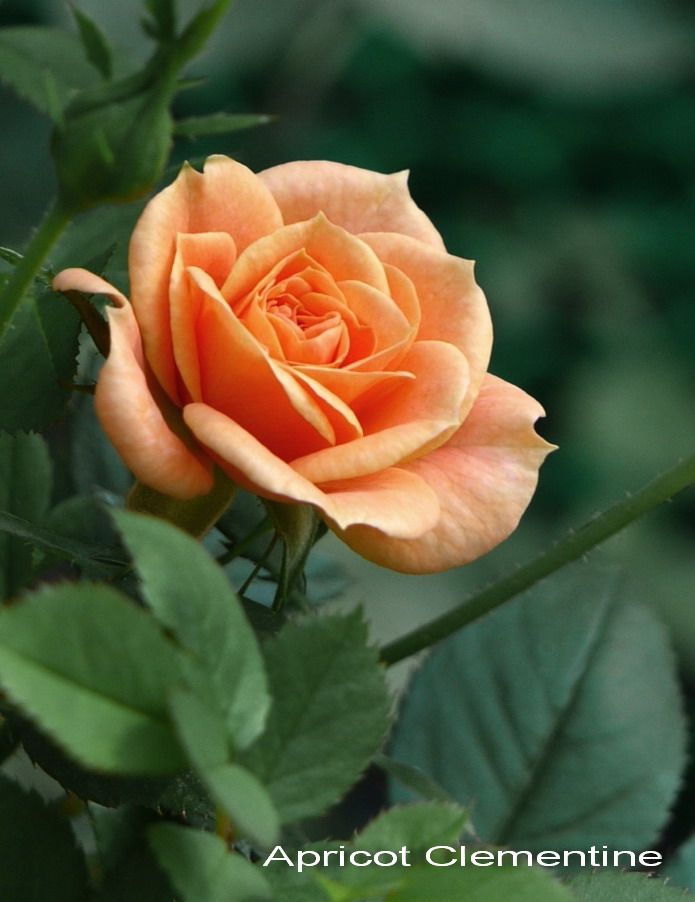 Саженец спрей розы Clementinte (Клементина)
