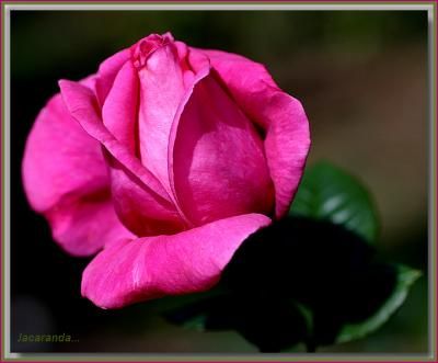Саженец чайно-гибридной розы Джакоранда