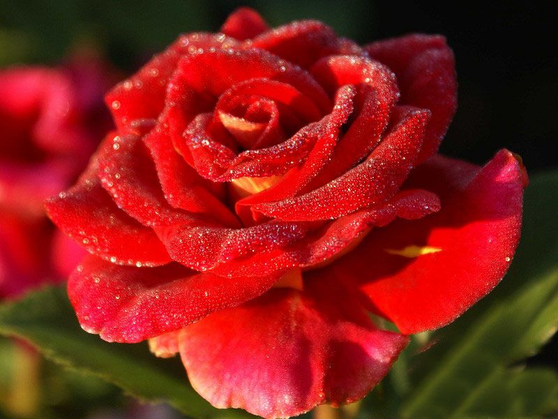 Саженец чайно-гибридной розы Фидибус