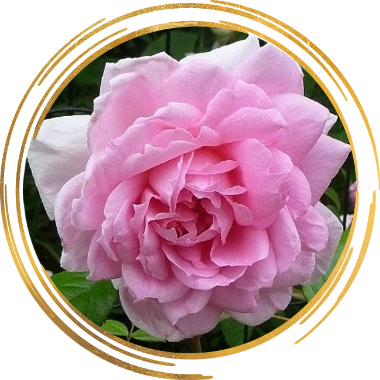 Саженец канадской розы Ламберт Клосс