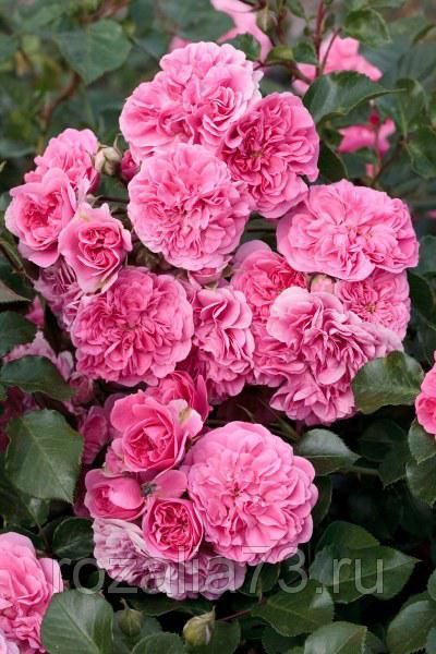 Саженец почвопокровной розы Les Quatre Sеаison (Лэс Кватре Сизонс)